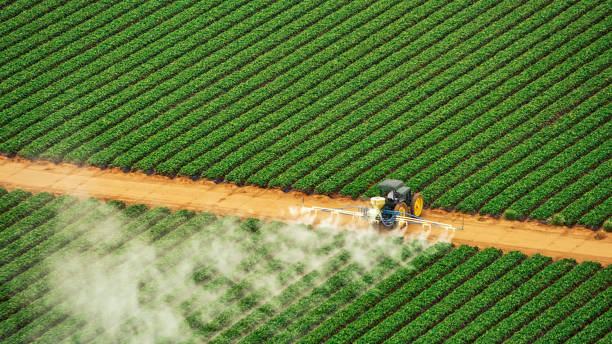 Best Termite Control Services  in Algood, TN